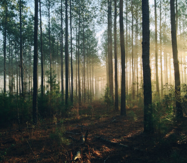 The sun shines through the trees in a forest.