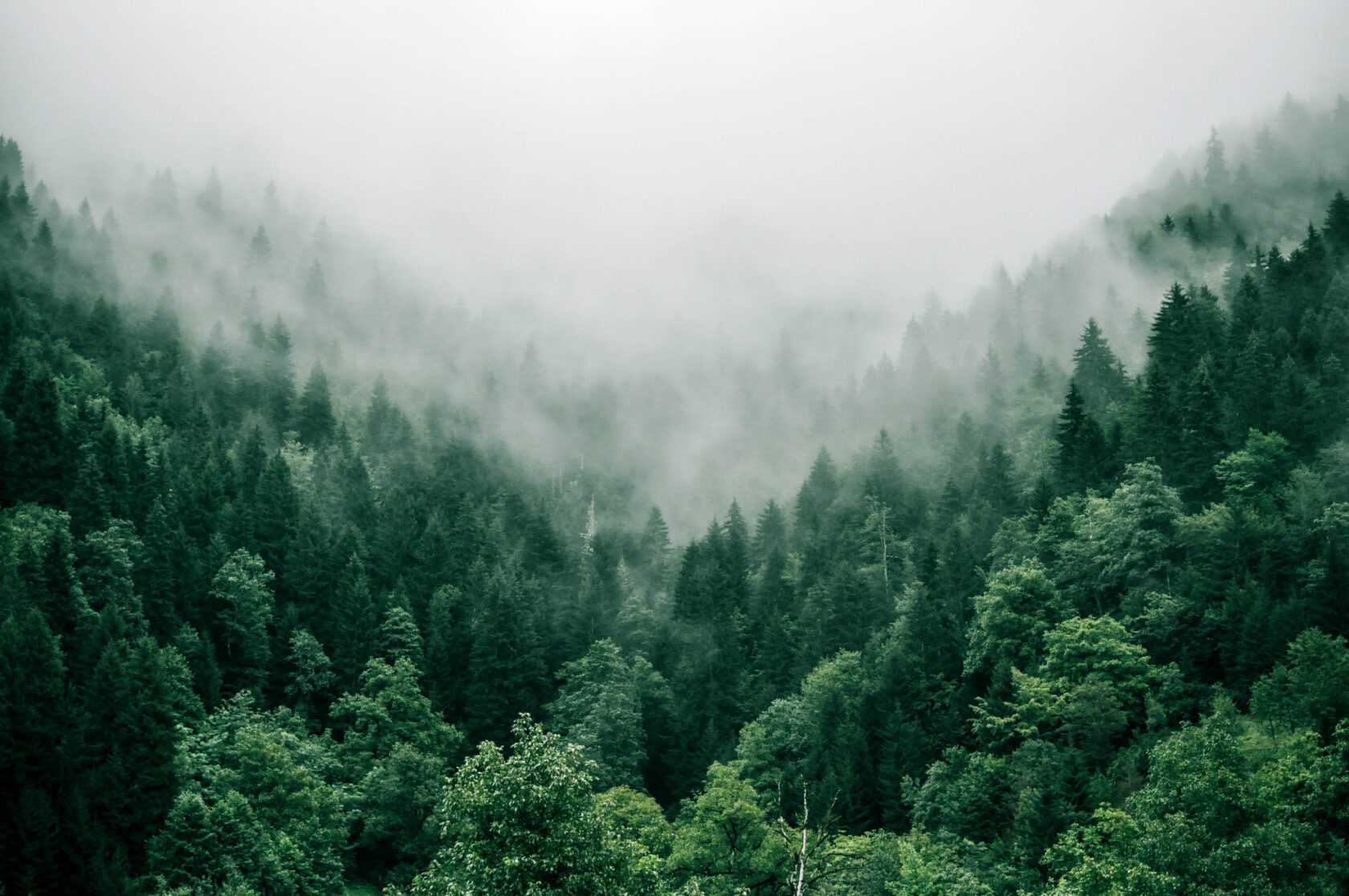 An image of a forest covered in fog.
