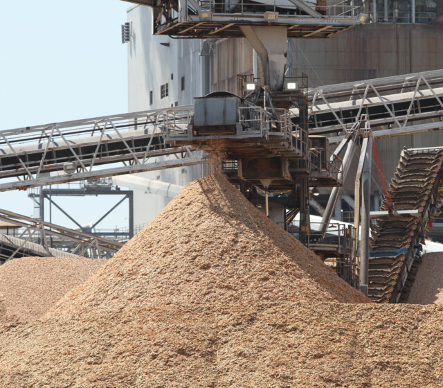 A pile of wood on a conveyor belt.