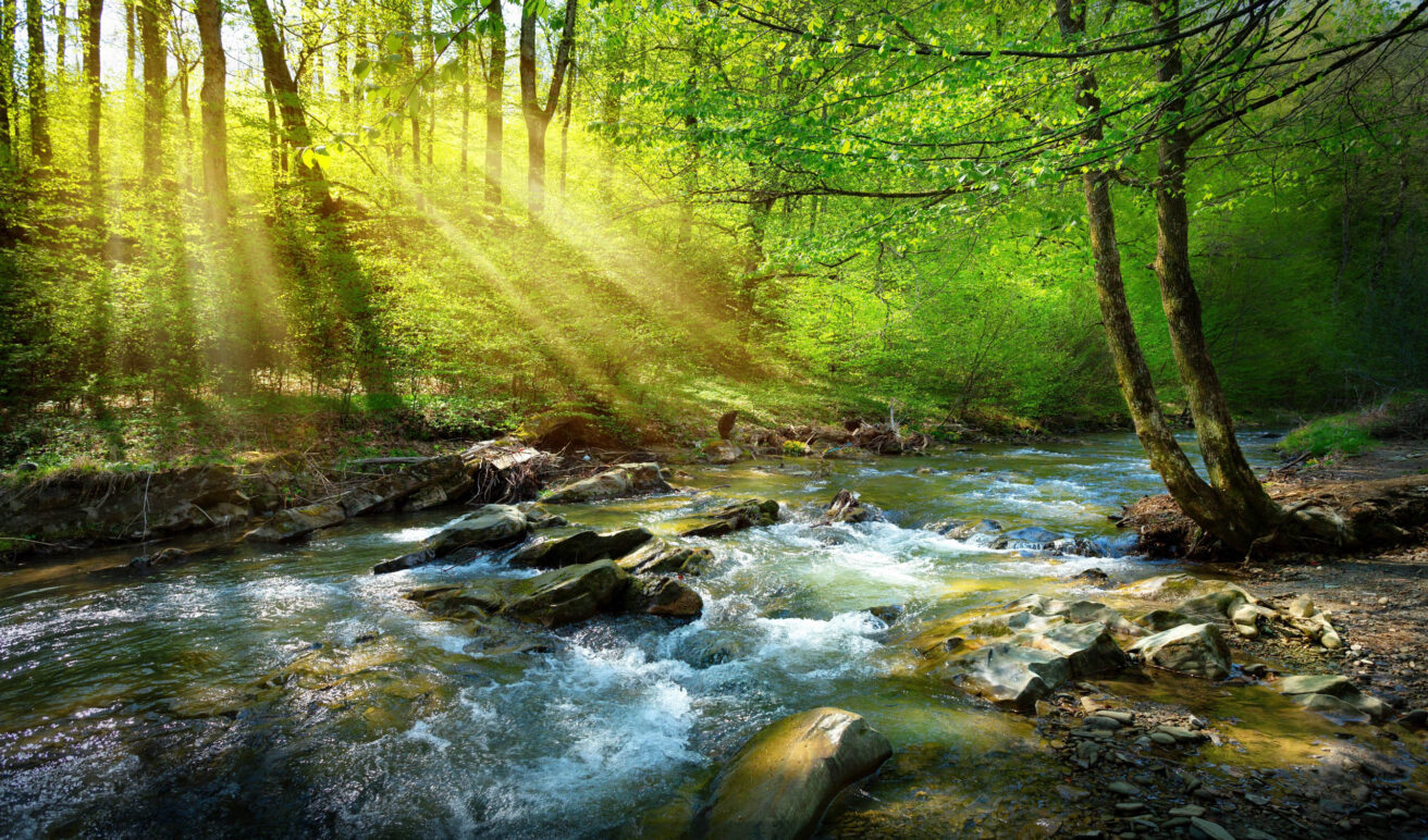 A river running through a forest with light shining through the trees.